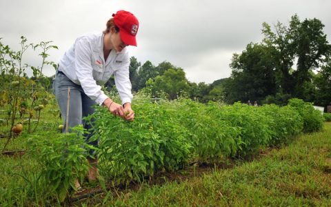 Liz Bowen tends to basil being grown on the Agroecology Education Farm during a volunteer work day.