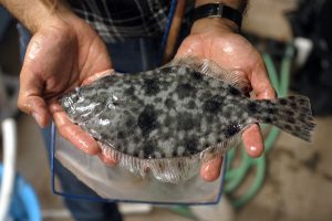 CALS' Dr. Harry Daniels expects Fish Barns around the state to one day supply Southern flounder to supermarkets and sushi bars nationwide. PHOTO BY ROGER WINSTEAD