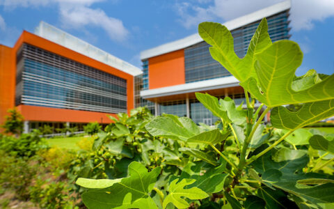 The Plant Sciences Building on Centennial Campus houses research inside and out. Photo by Becky Kirkland.